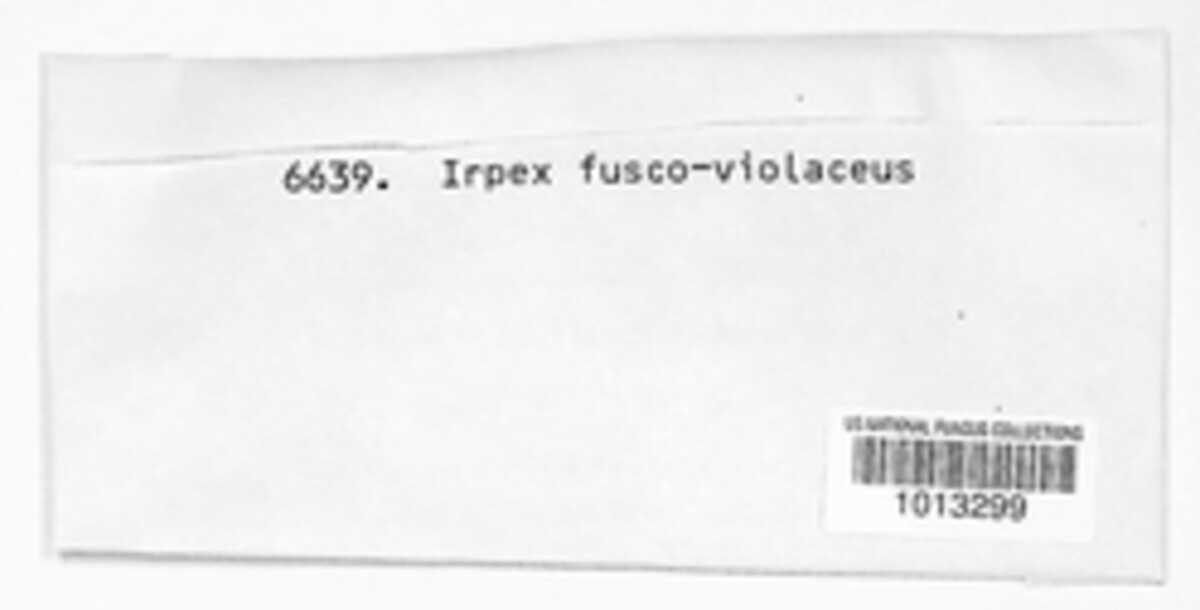 Irpex fuscoviolaceus image